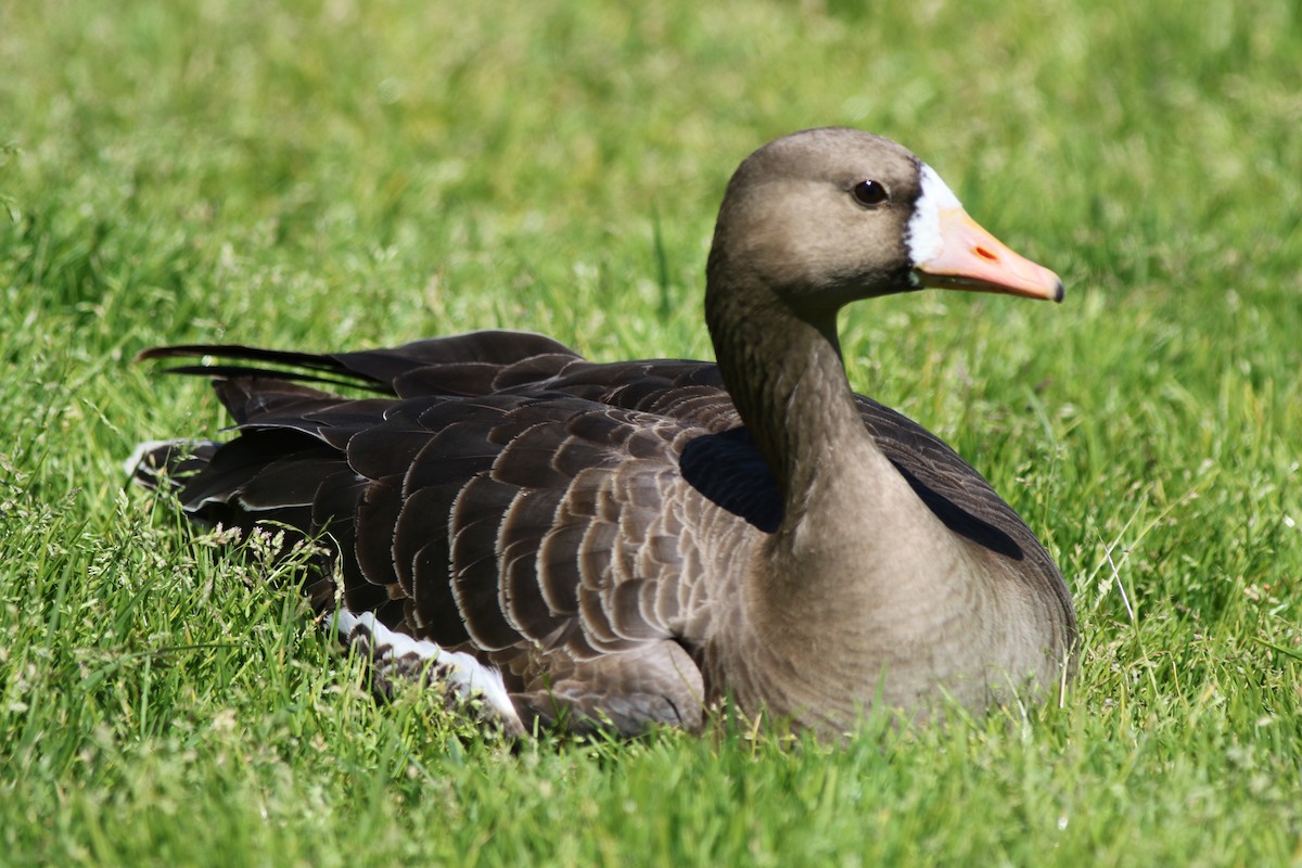 Greater White-fronted Goose - ML53211111