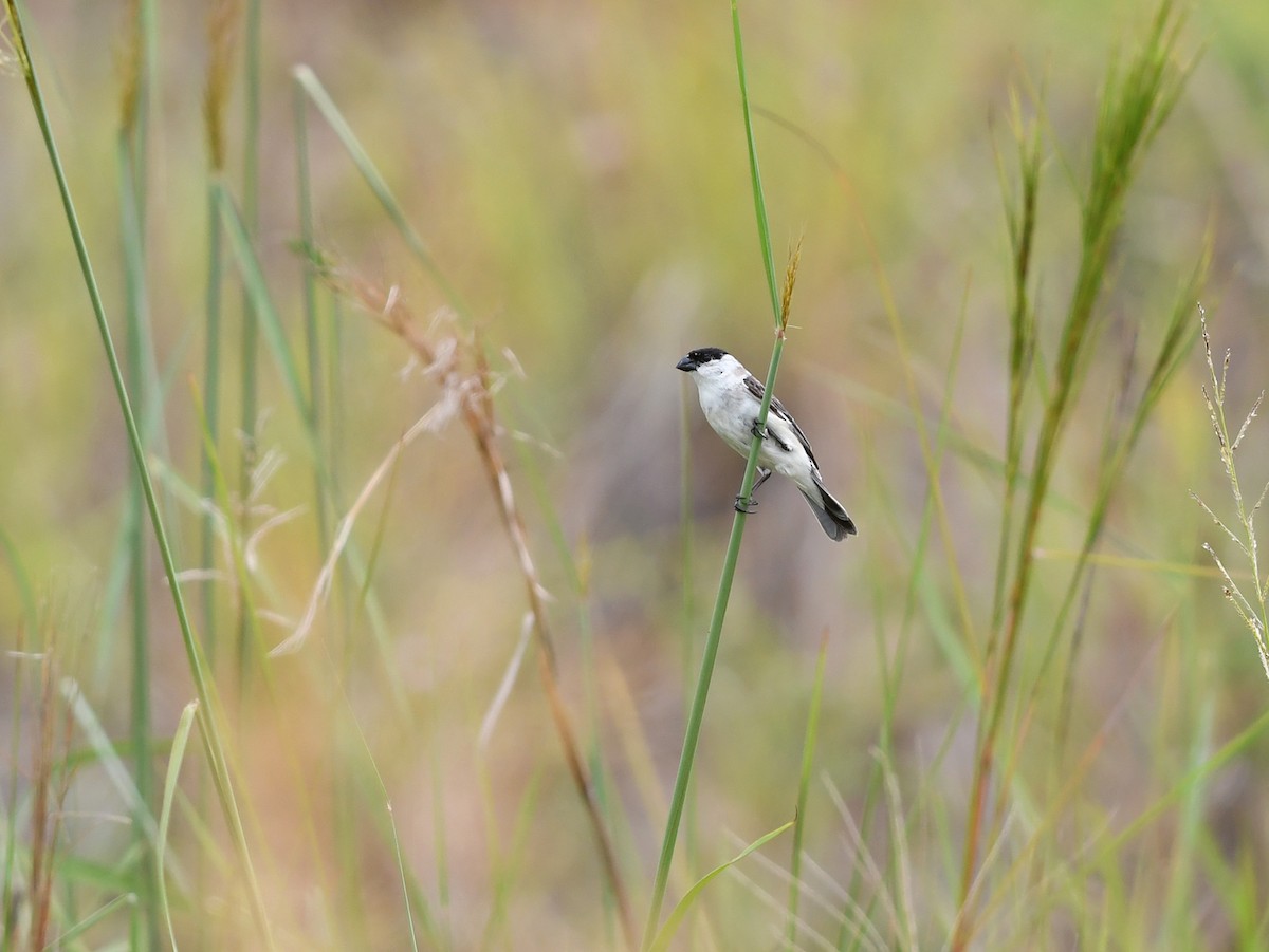 Pearly-bellied Seedeater - ML532111811
