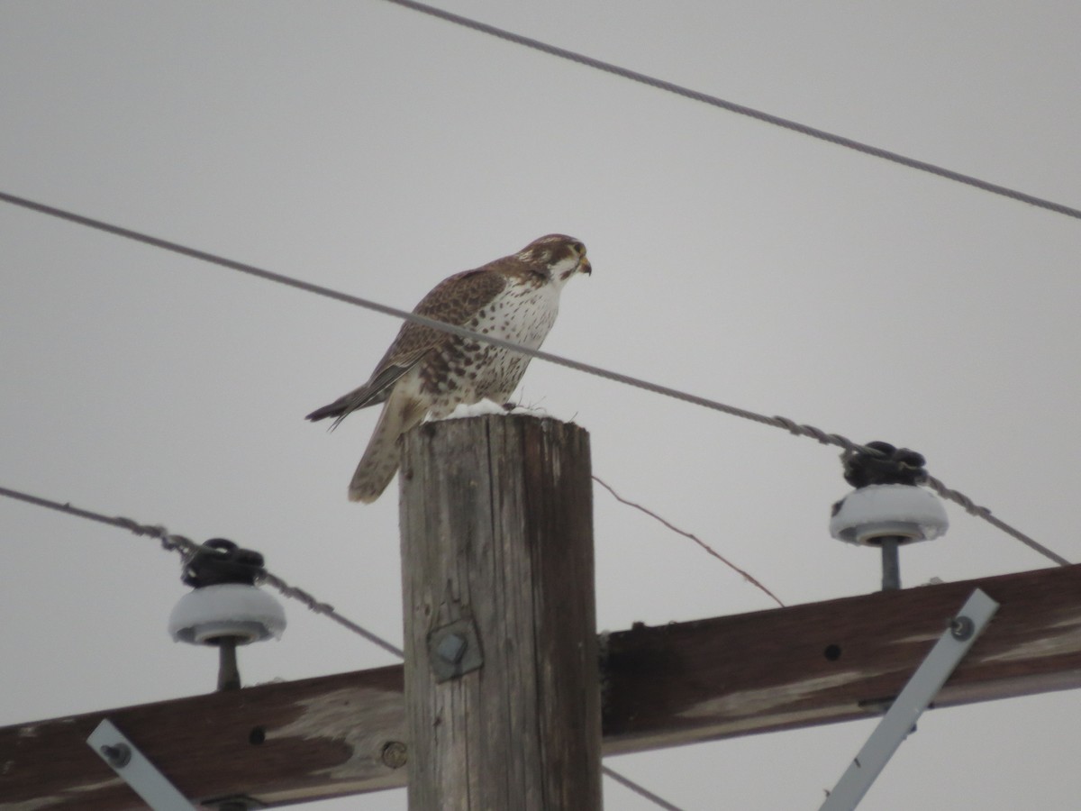 Prairie Falcon - ML532112521