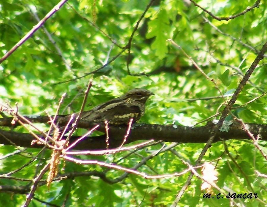 Eurasian Nightjar - Mustafa Coşkun  Sancar