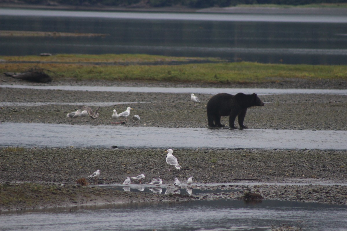 Glaucous-winged Gull - ML532113651