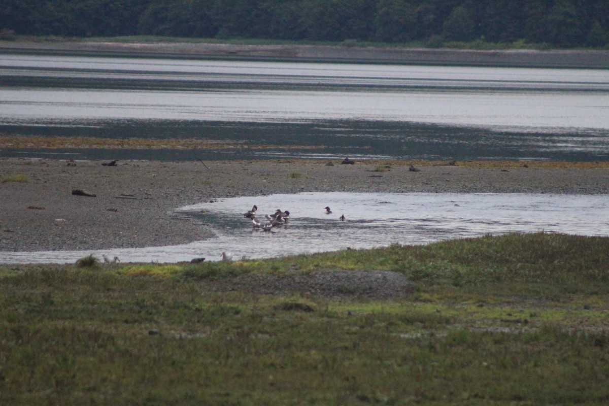 Common Merganser - ML532114111