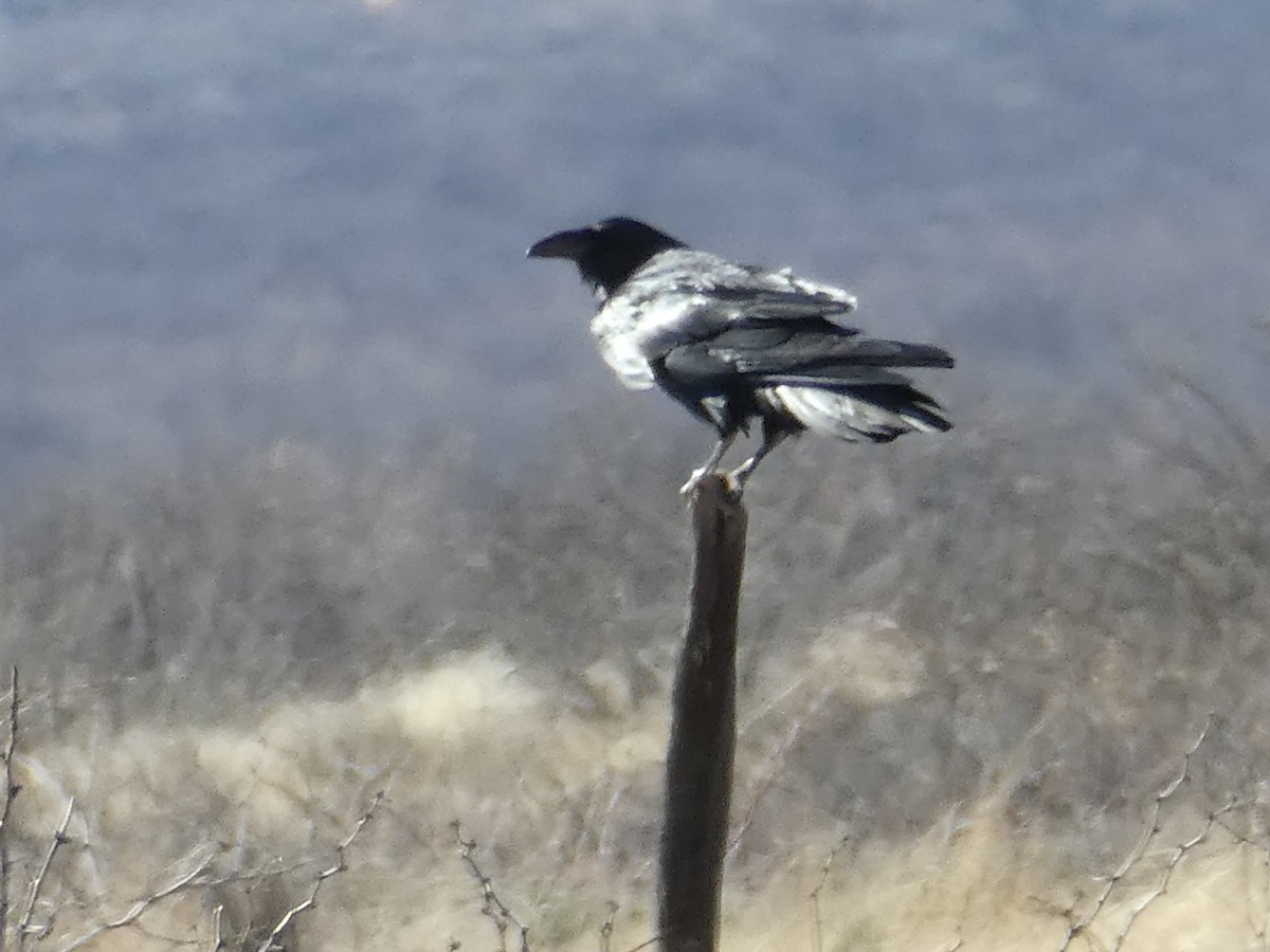 Chihuahuan Raven - ML532114771