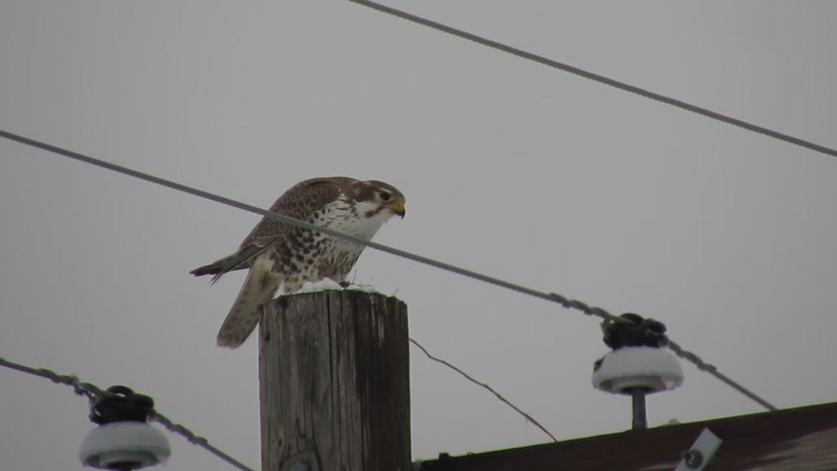 Prairie Falcon - ML532114901