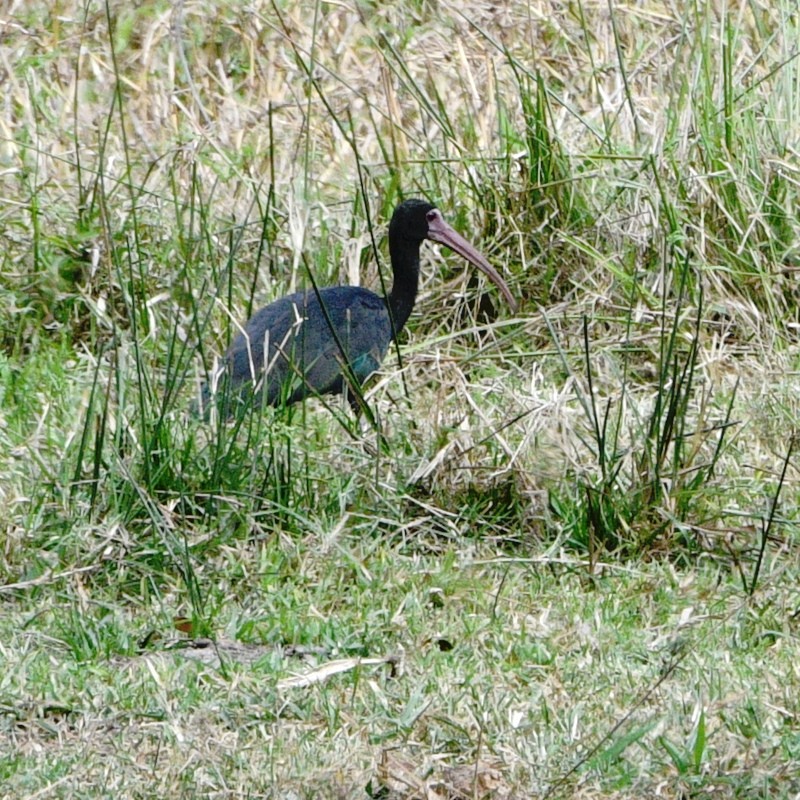 Bare-faced Ibis - Jos Simons