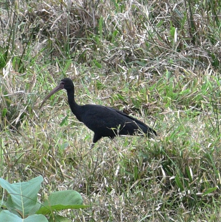 ibis tmavý - ML532115921