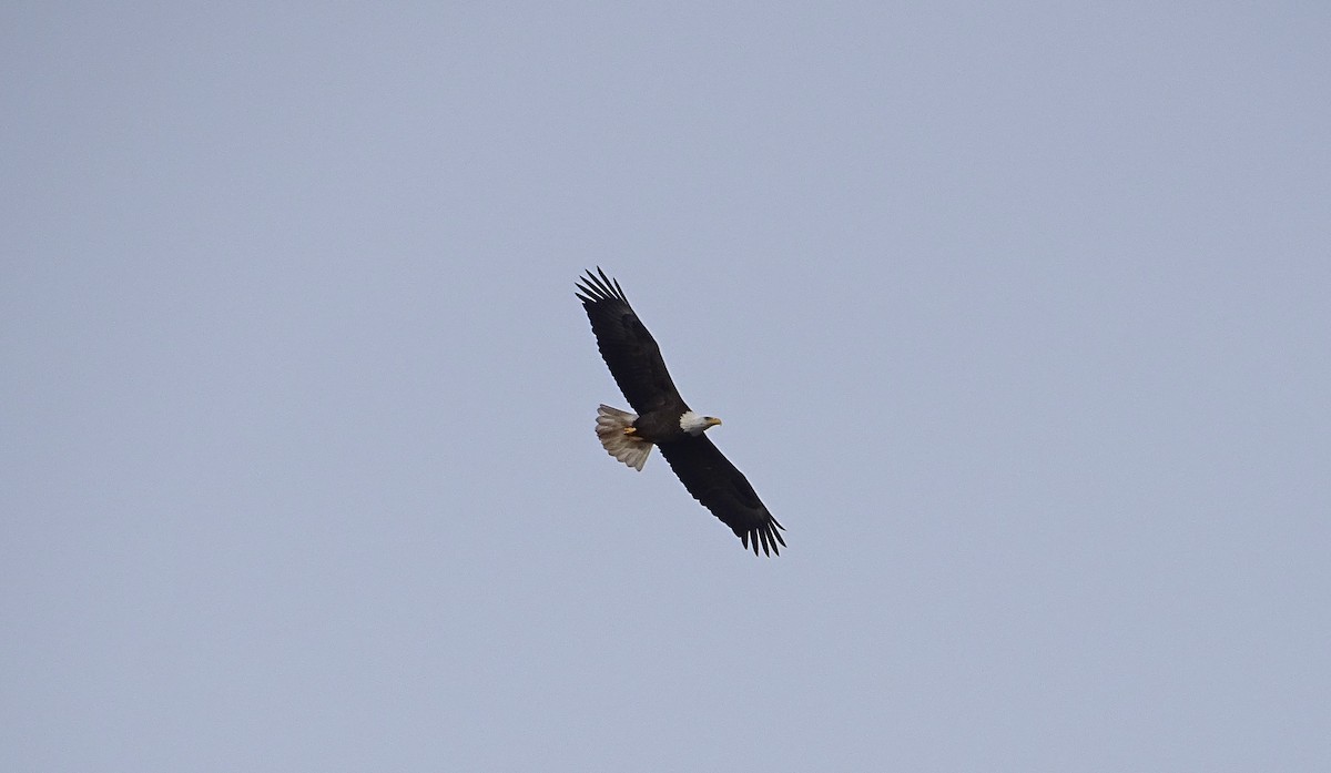 Weißkopf-Seeadler - ML532116381