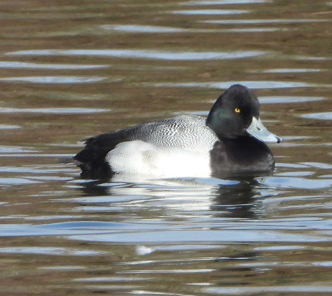 Lesser Scaup - ML532117021