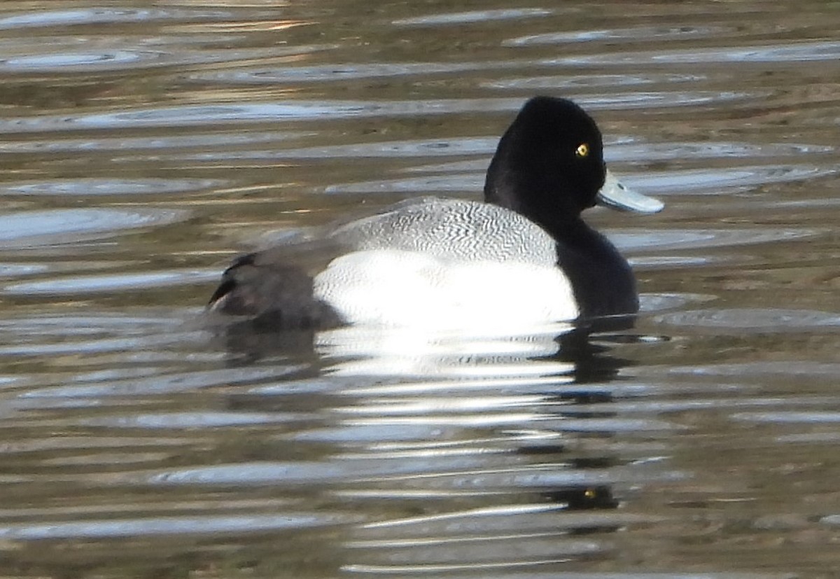 Lesser Scaup - ML532117031