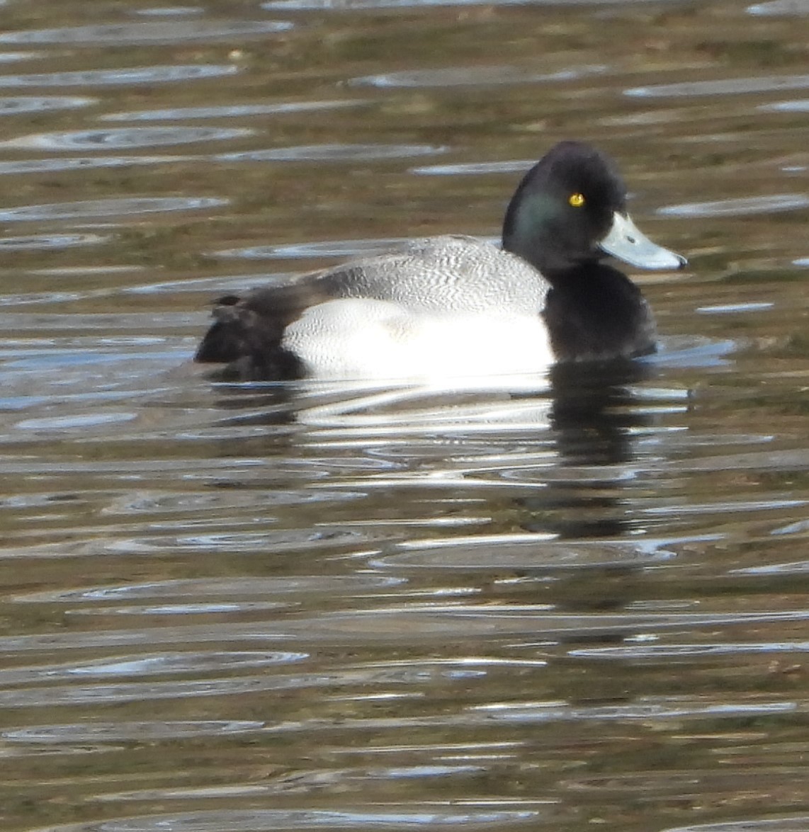 Lesser Scaup - ML532117041