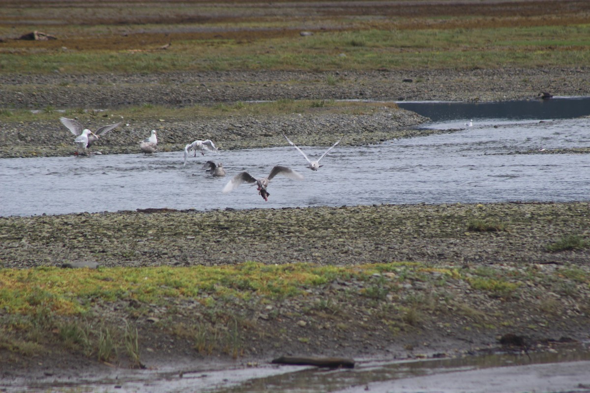 Goéland à ailes grises - ML532118261