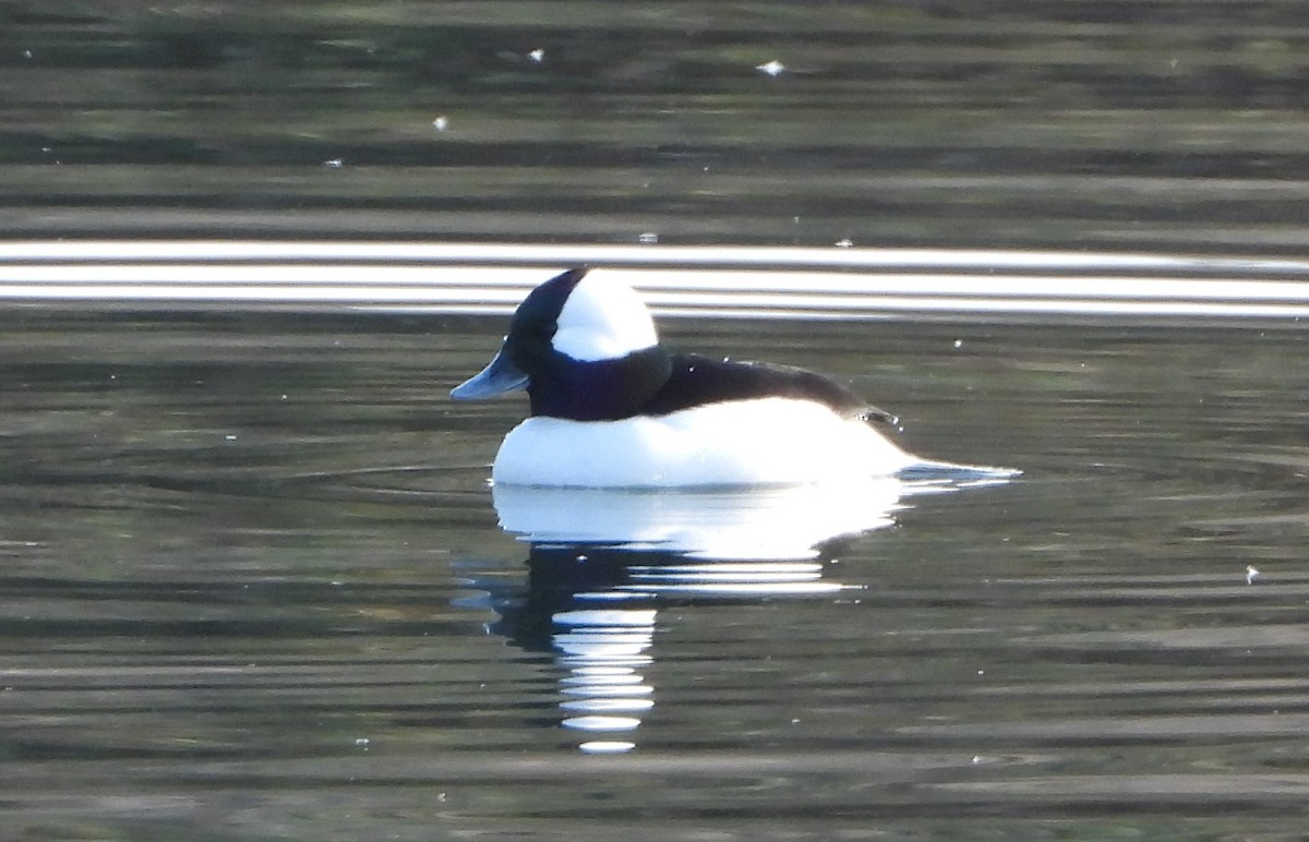 Bufflehead - ML532119821