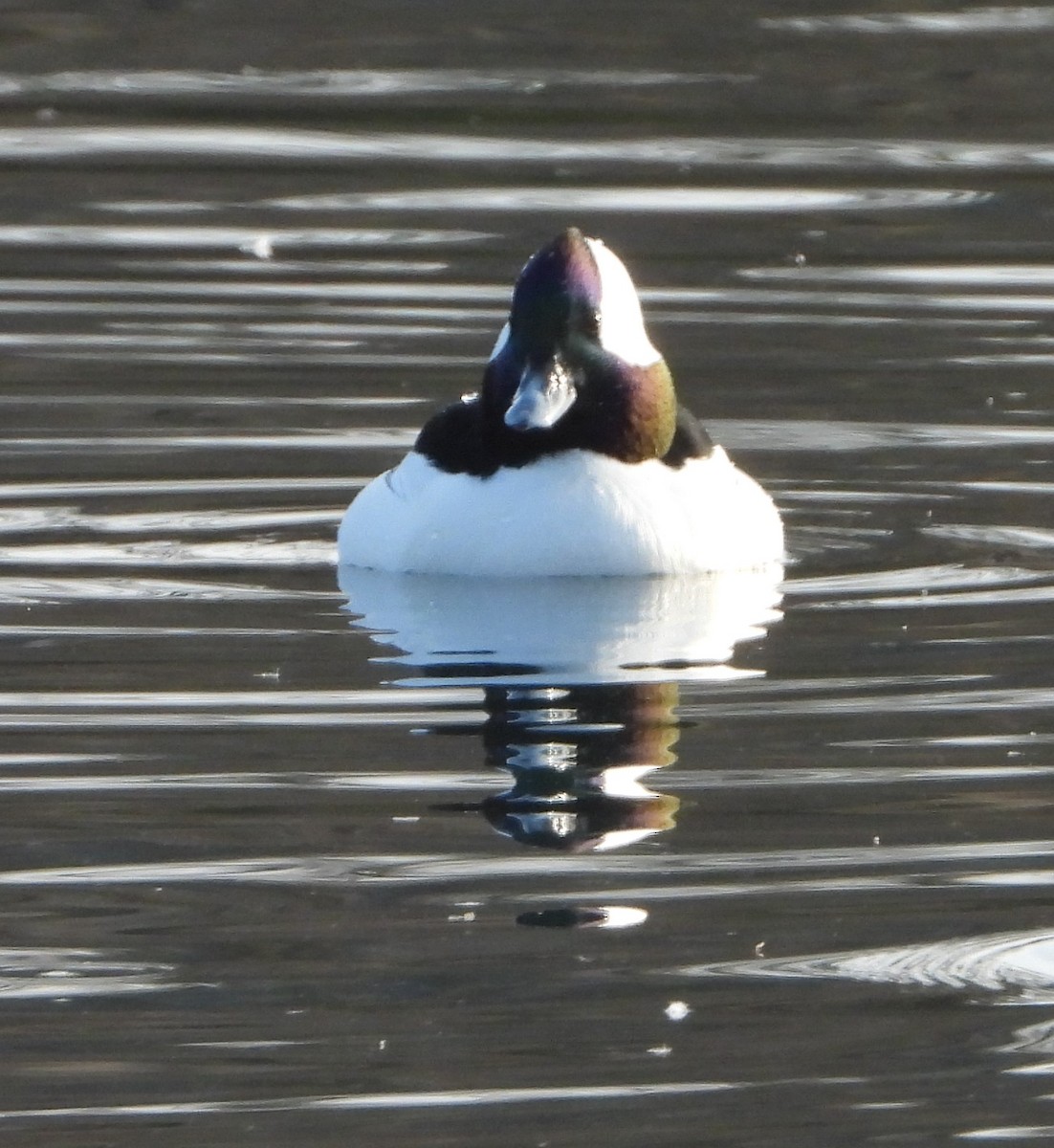 Bufflehead - ML532119851
