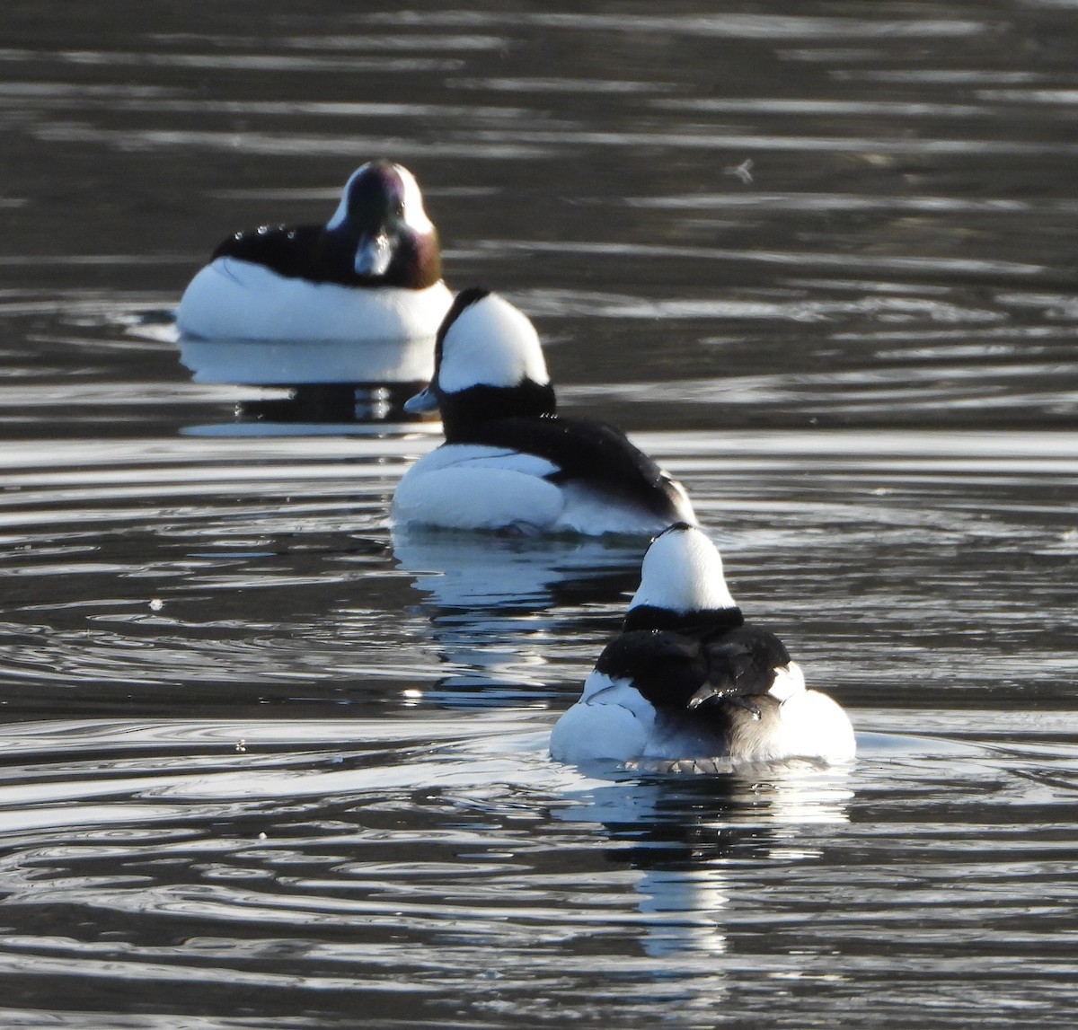 Bufflehead - ML532119861