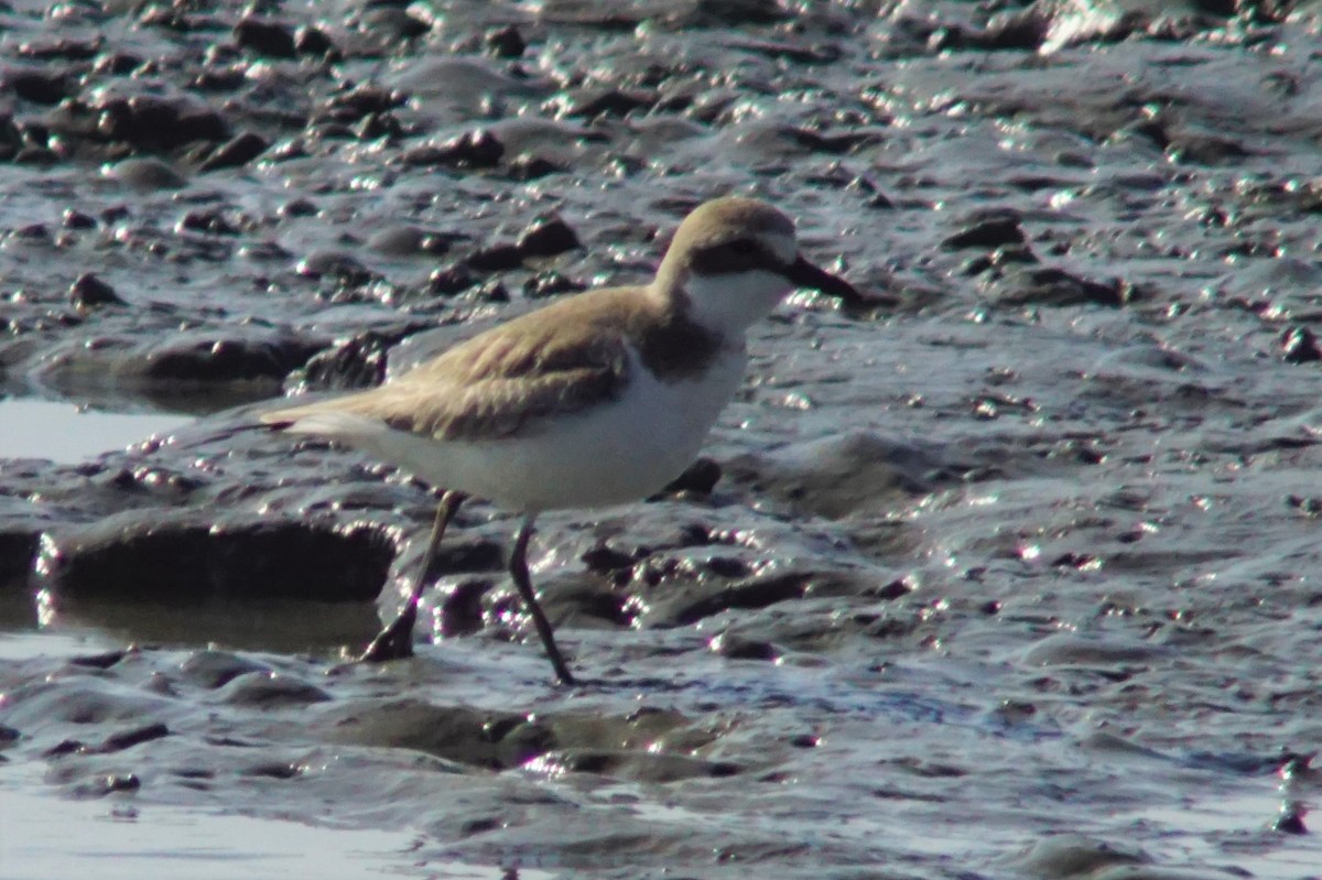 Kentish Plover - ML532119951