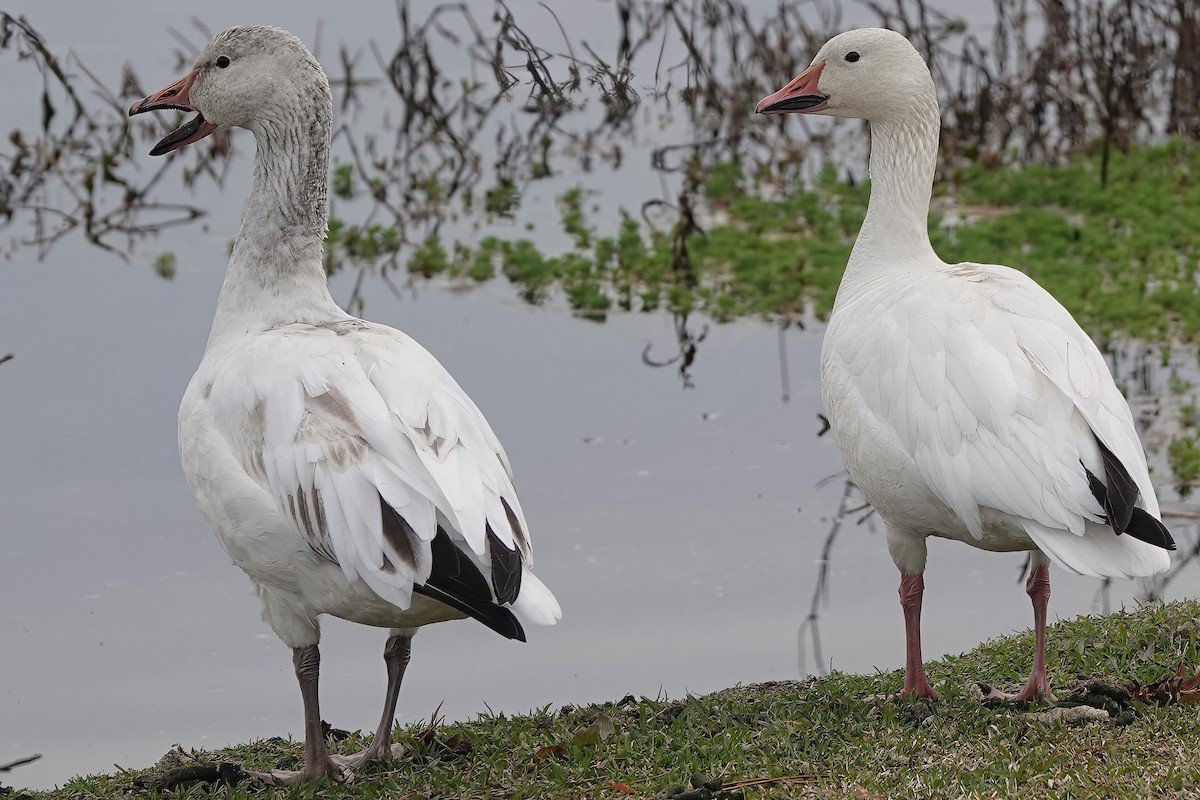 Snow Goose - ML532120661