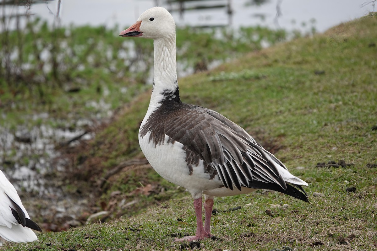 Snow Goose - ML532120681