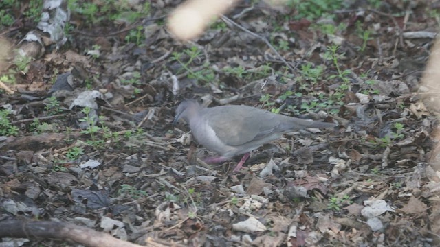 White-tipped Dove - ML532121351