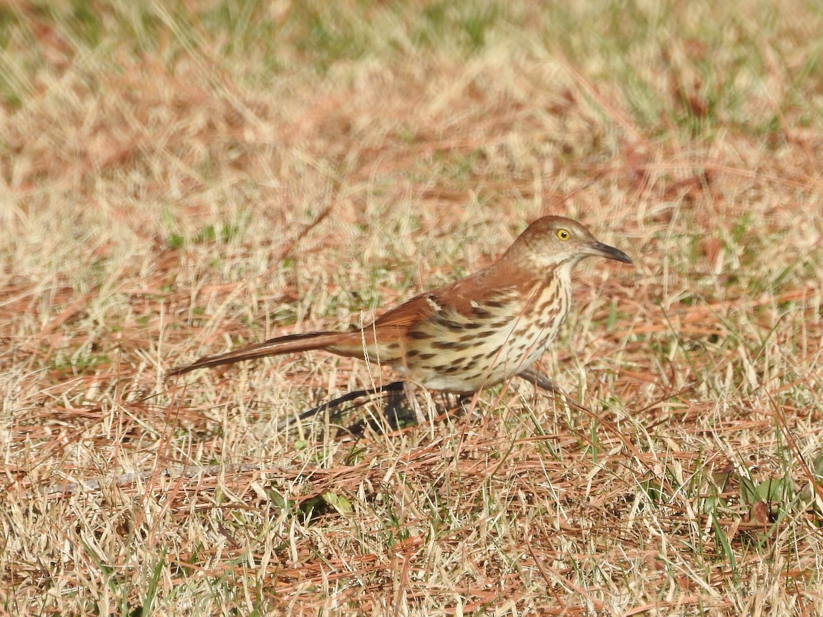 Brown Thrasher - Mark S. Hoffman