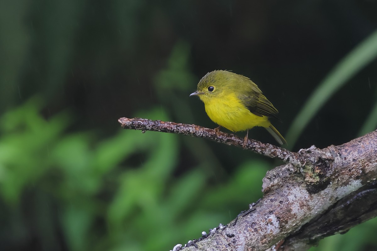 Citrine Canary-Flycatcher - ML532122891