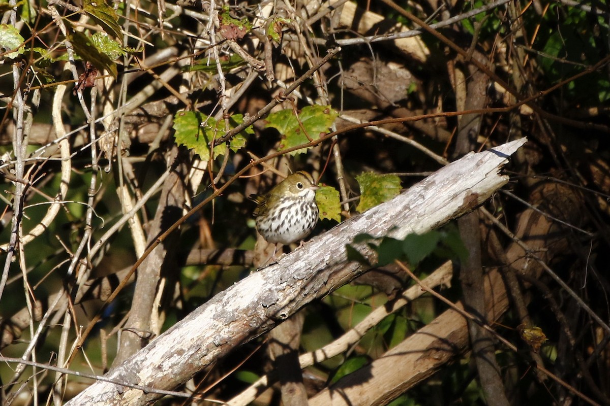 Paruline couronnée - ML532123141