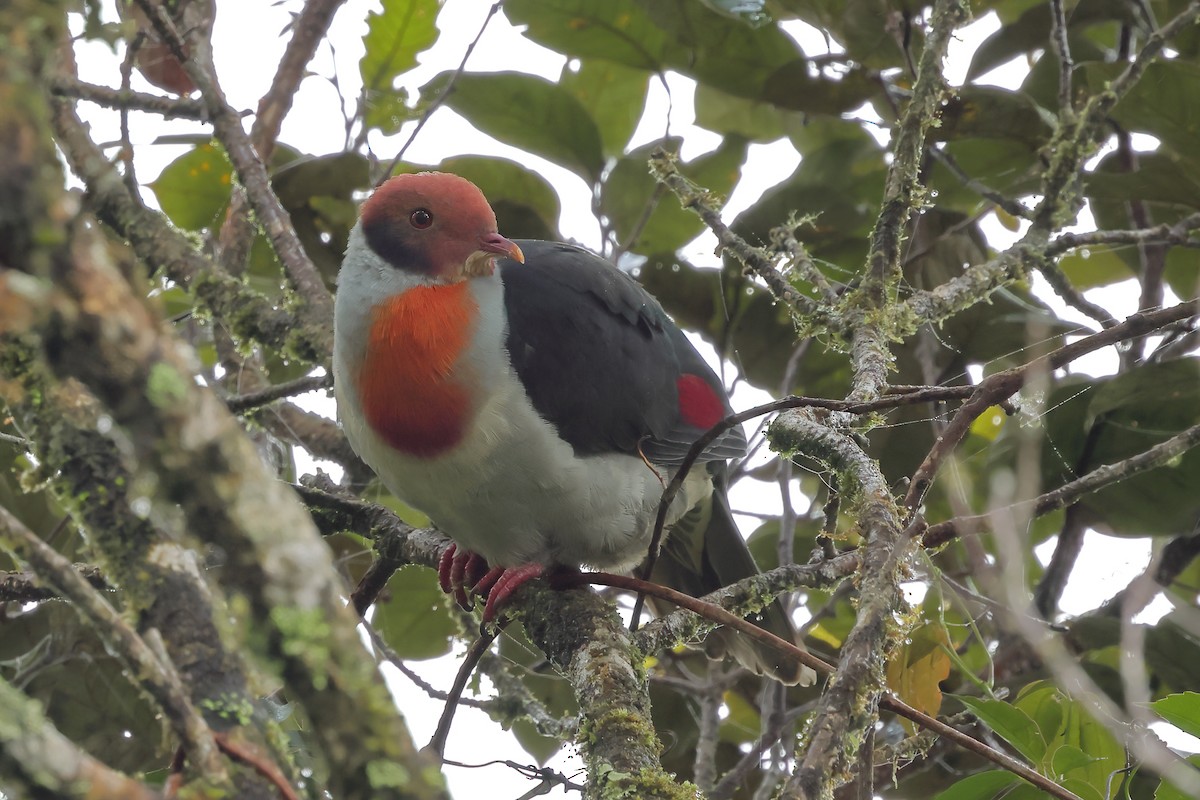 Flame-breasted Fruit-Dove - ML532123191