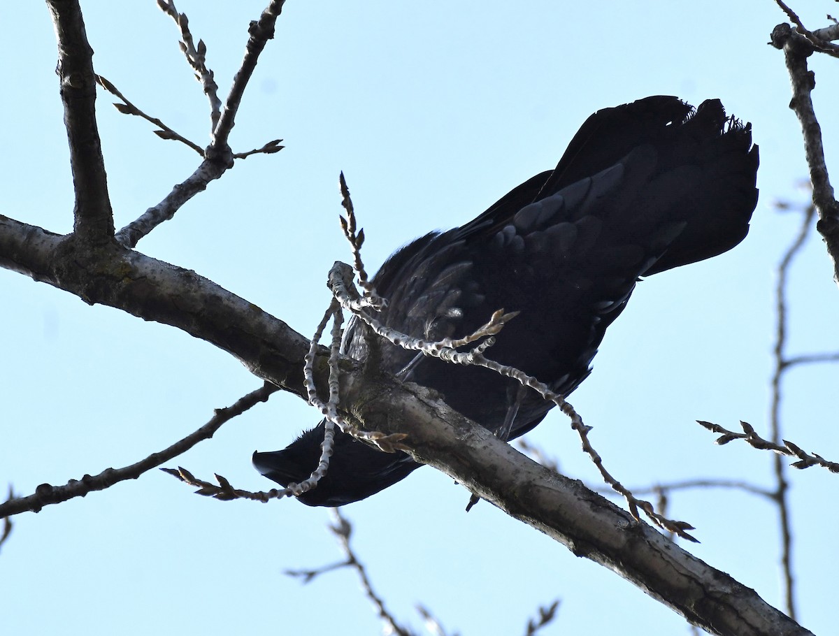 Common Raven - Jim Macaluso