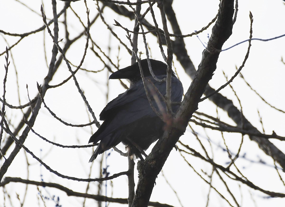 Common Raven - Jim Macaluso