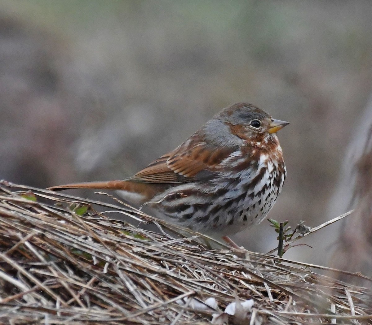 Fox Sparrow - ML532123991