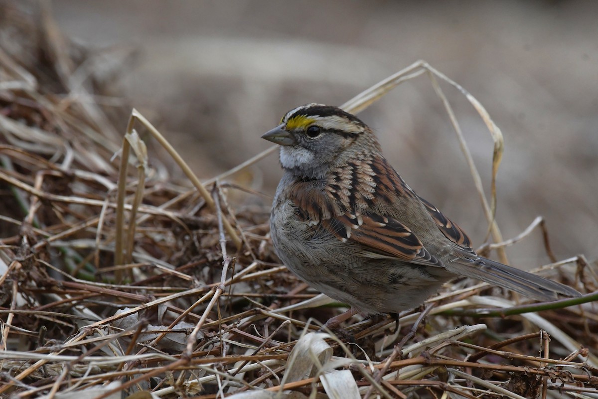White-throated Sparrow - ML532124061