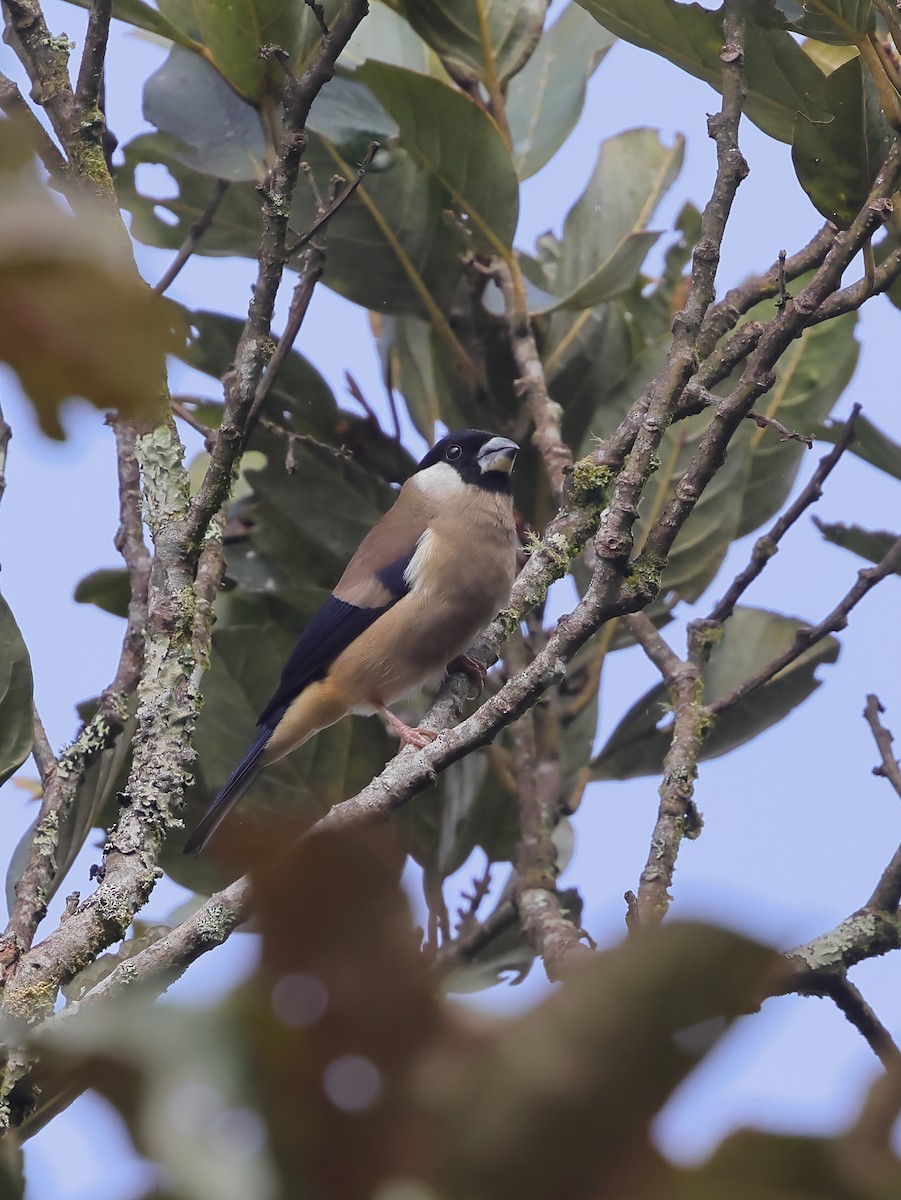 White-cheeked Bullfinch - ML532124851