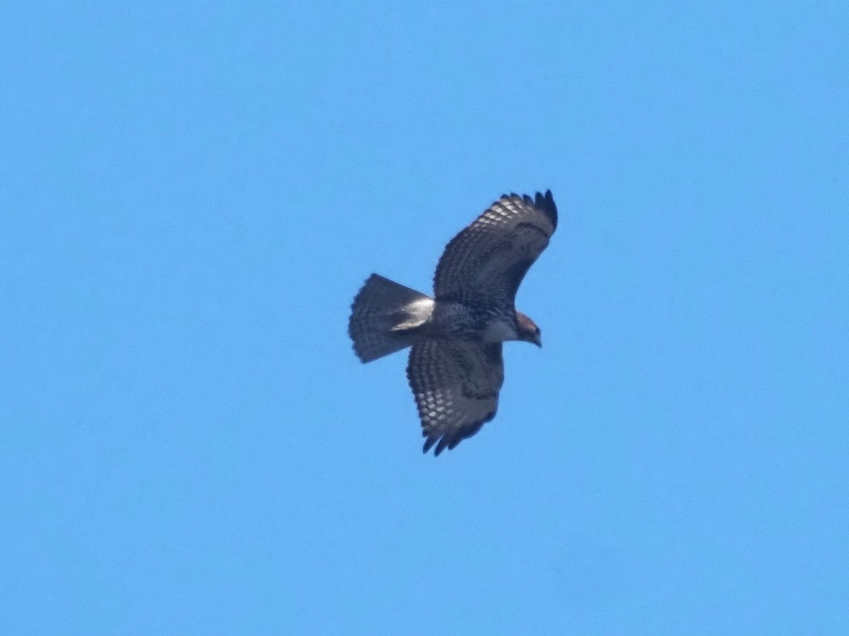 Red-tailed Hawk - ML532125331