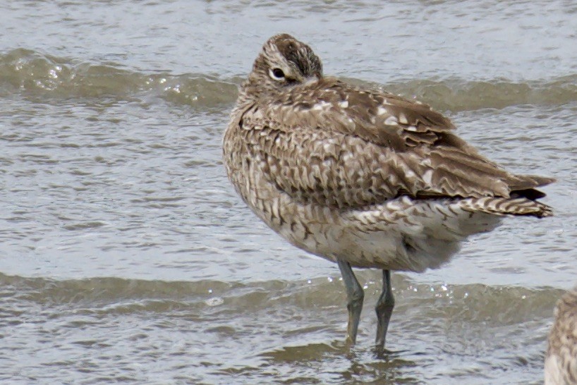 Regenbrachvogel - ML532126271