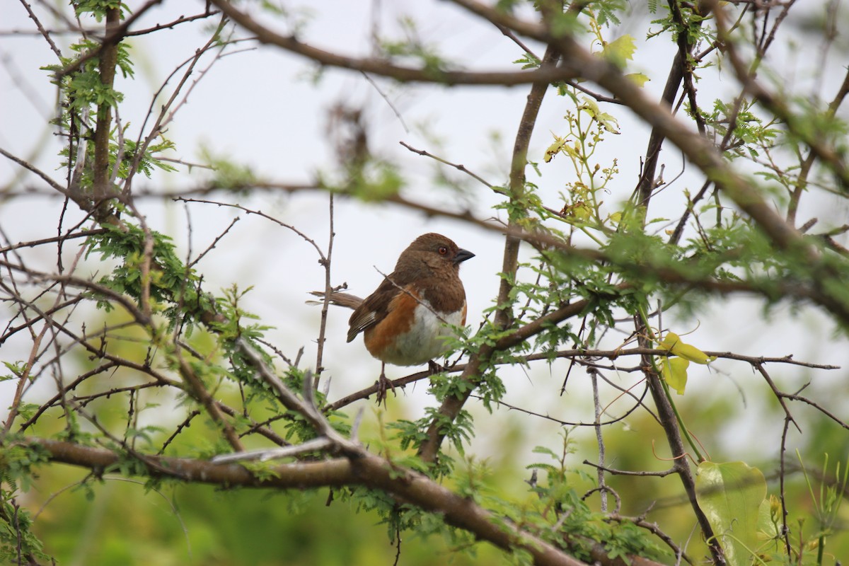 Eastern Towhee - ML532126421