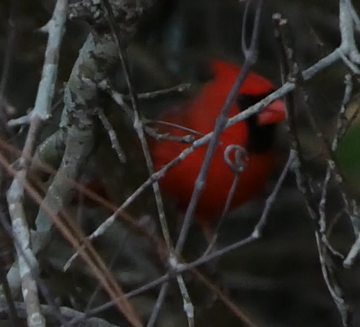 Northern Cardinal - ML532127701