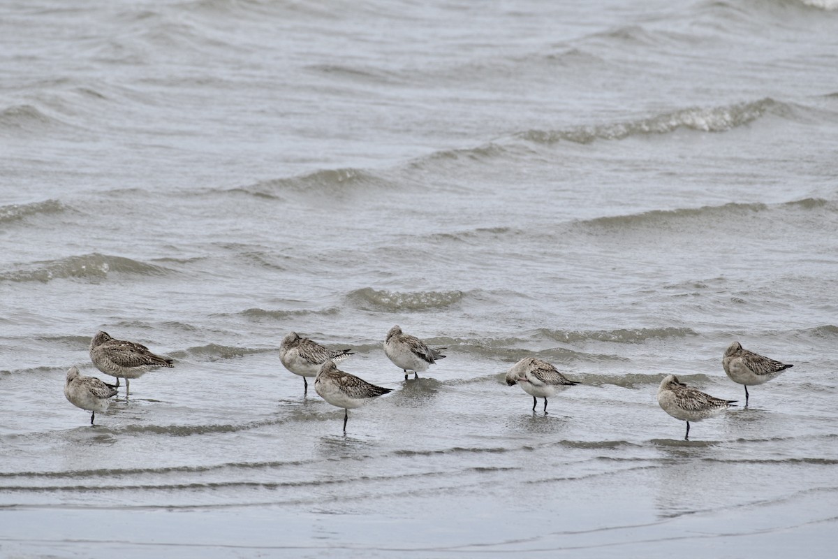 Whimbrel - ML532128921