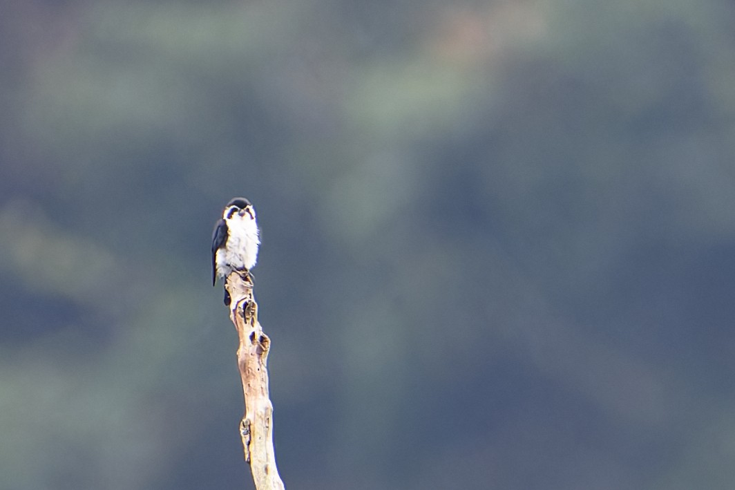 Pied Falconet - ML532129171