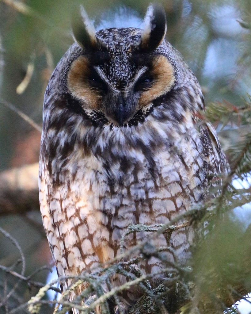 Long-eared Owl - Michael Gallo