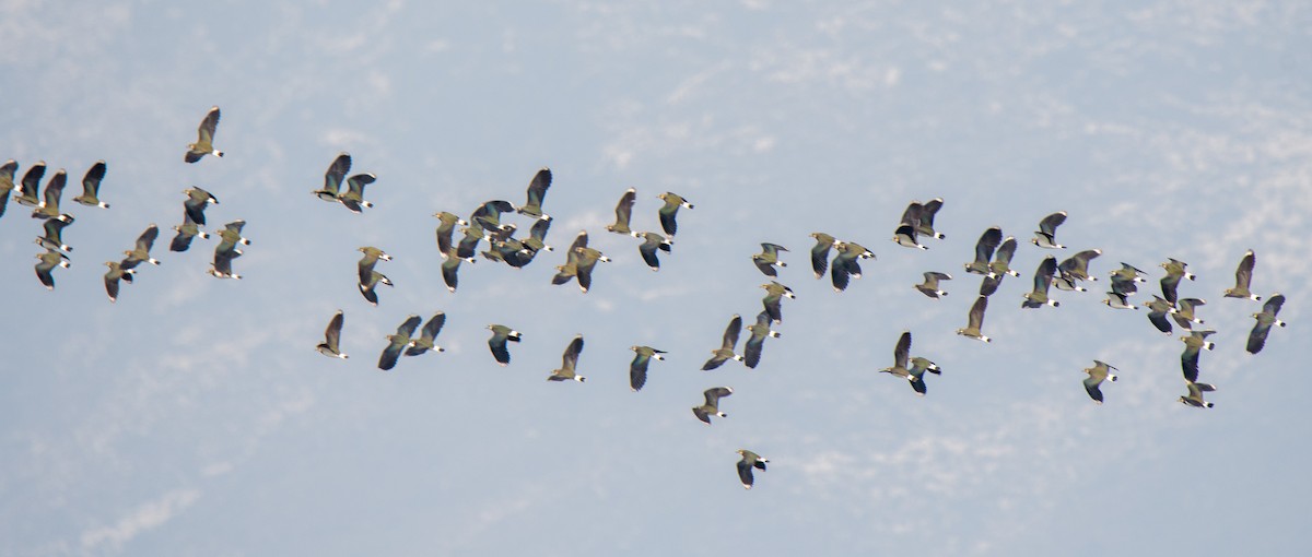 Northern Lapwing - ML532131171