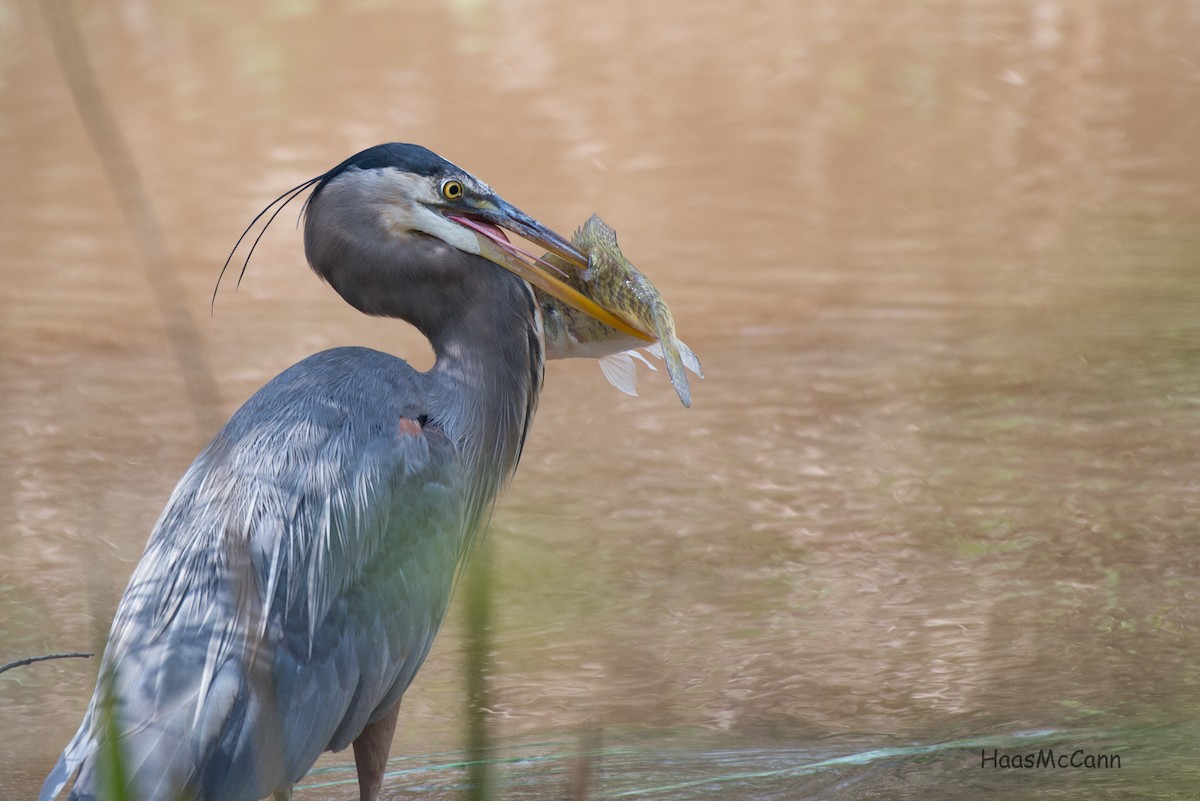 Great Blue Heron - ML53213131