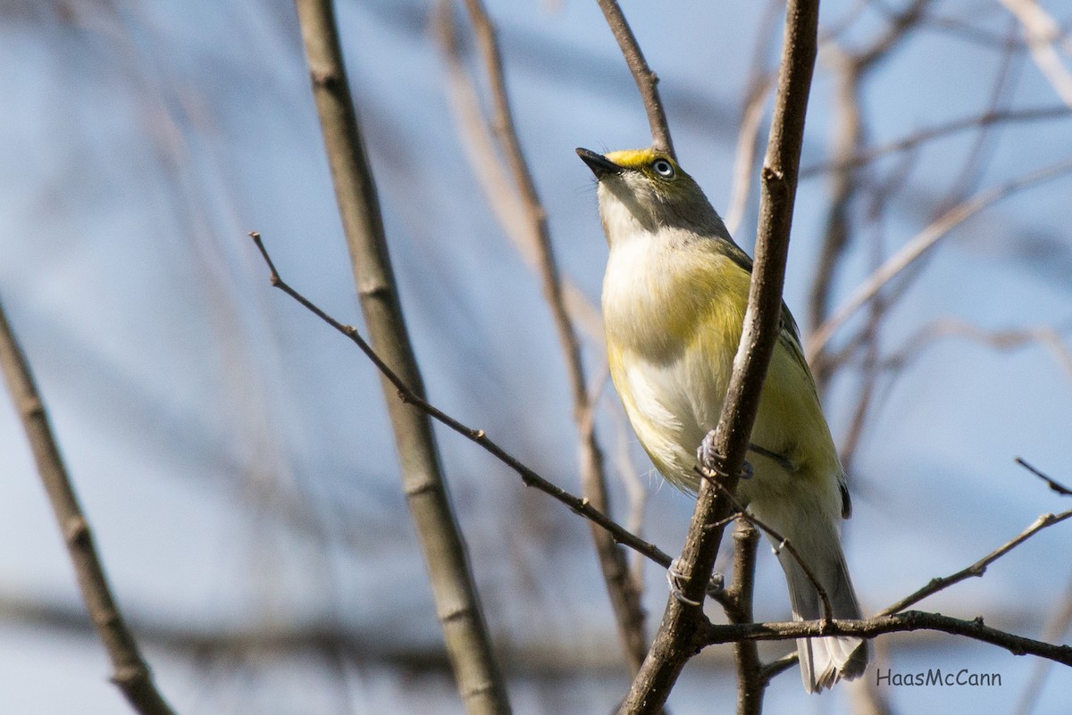 White-eyed Vireo - Suzie McCann