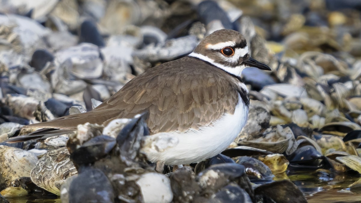 Killdeer - Anonymous