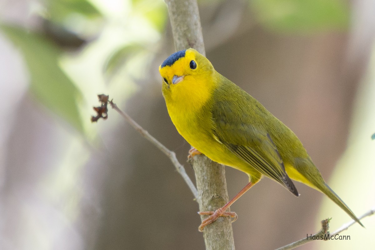 Wilson's Warbler - ML53213371