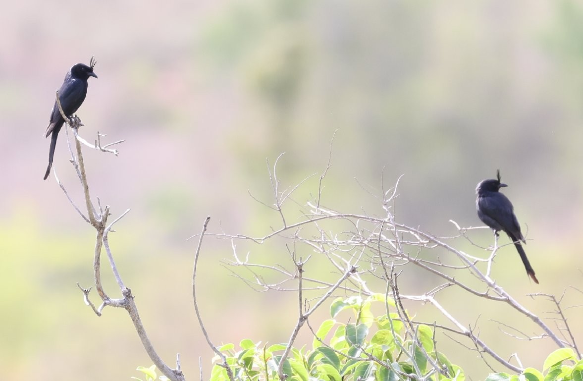 børstedrongo (forficatus) - ML532133861