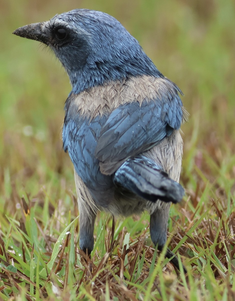 Florida Scrub-Jay - ML532134921