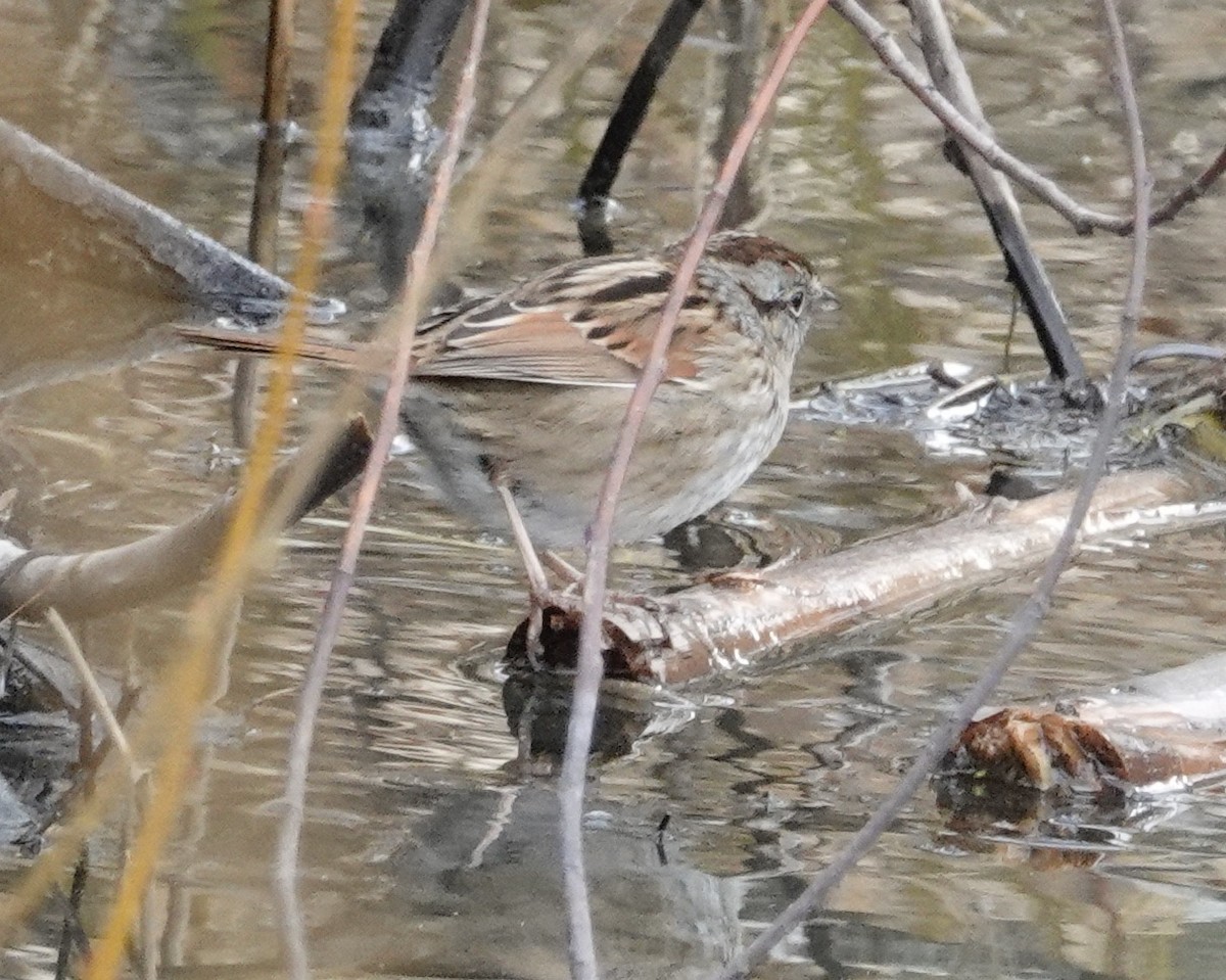 Swamp Sparrow - ML532135081