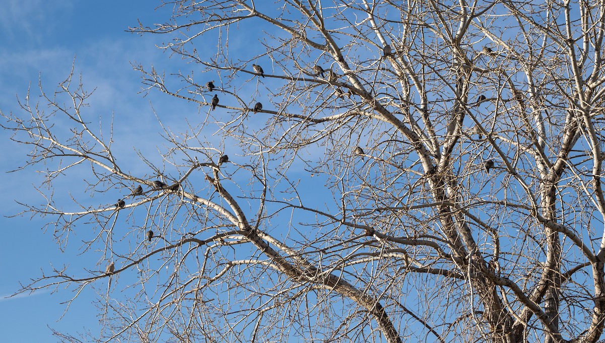 White-winged Dove - ML532136381