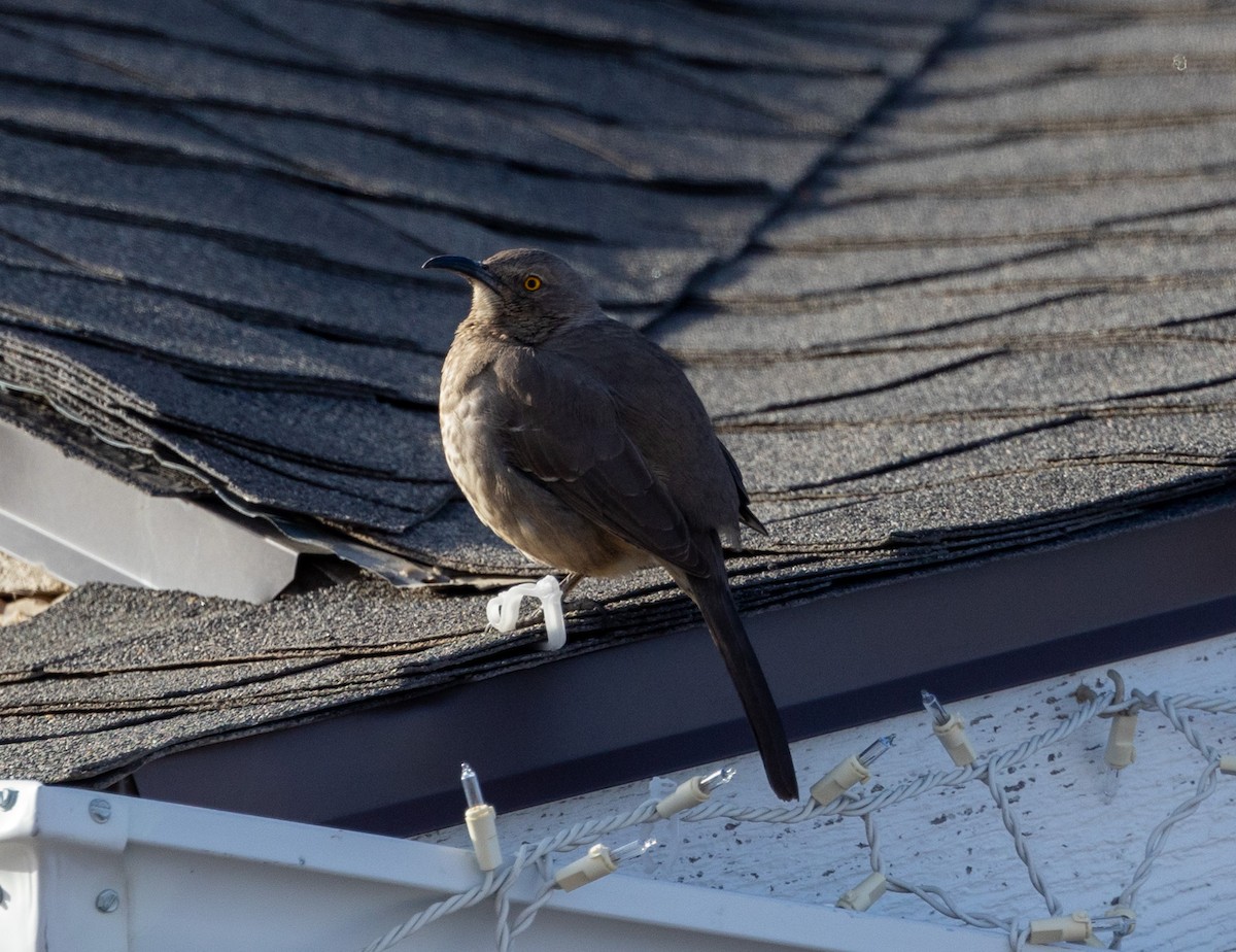 Curve-billed Thrasher - Ric Olson