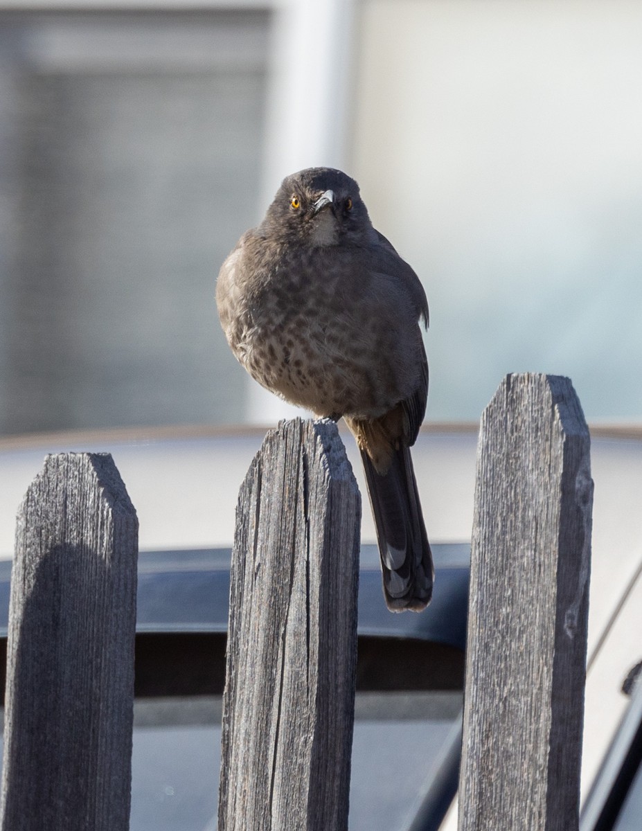 Curve-billed Thrasher - Ric Olson