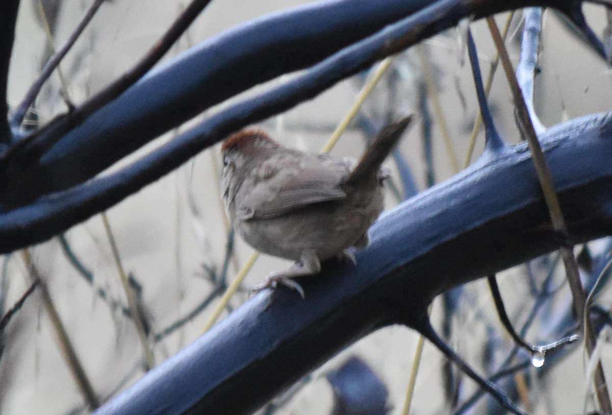 Rufous-crowned Sparrow - ML532136571